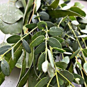 🌿 Limited Time Spring Sale: Eucalyptus Variety Bundles! 🌿
